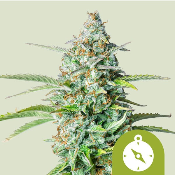 temperatur lanthan Bevis Northern Light Automatic Cannabisfrø - Royal Queen Seeds