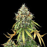 Royal Haze Automatic