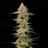 Critical