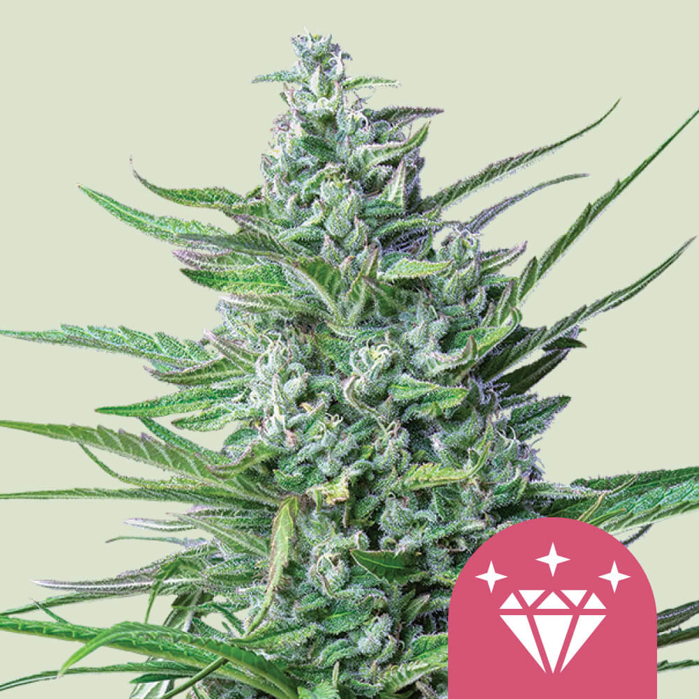 Special Kush 1 Cannabisfro Royal Queen Seeds