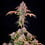 Royal Cheese FF (hurtig blomstring)