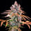 Royal Cheese FF (hurtig blomstring)