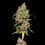 Honey Cream (hurtig blomstring)