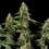 Honey Cream (hurtig blomstring)