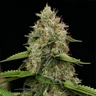Honey Cream (hurtig blomstring)