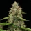 Honey Cream (hurtig blomstring)