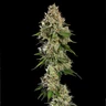 Honey Cream (hurtig blomstring)