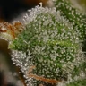 Honey Cream (hurtig blomstring)
