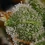 Honey Cream (hurtig blomstring)