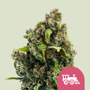 Candy Kush Express (hurtigt blomstrende)