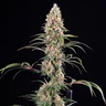 Candy Kush Express (hurtigt blomstrende)
