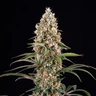Candy Kush Express (hurtigt blomstrende)