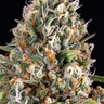 Candy Kush Express (hurtigt blomstrende)