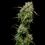 Medical Mass