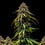 Watermelon Auto