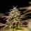 Apple Fritter Auto
