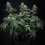 Cherry Pie