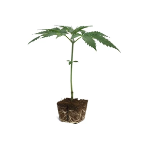 Tangie-stiklinger