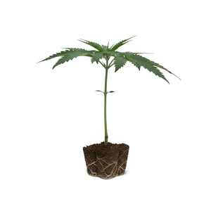 Shining Silver Haze-kloner