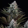Astro Lemonade F1