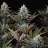 Astro Lemonade F1