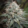 Astro Lemonade F1