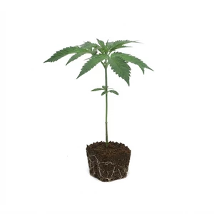 Larry OG stiklinger