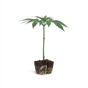 OG Kush-stiklinger