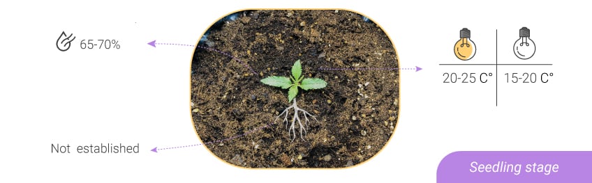 HUMIDITY LEVELS AND TEMPERATURES: FROM SEEDLING TO HARVEST HUMIDITY LEVELS AND TEMPERATURES: FROM SEEDLING TO HARVEST