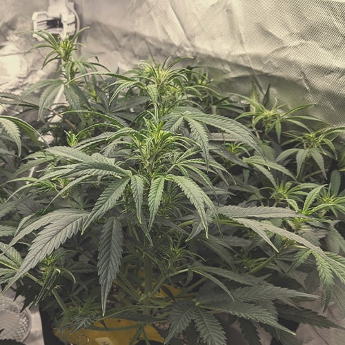 Blomstringsfasen af cannabis uge for uge