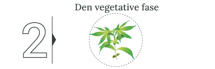 Høst din cannabis