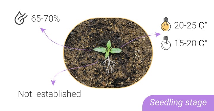 HUMIDITY LEVELS AND TEMPERATURES: FROM SEEDLING TO HARVEST HUMIDITY LEVELS AND TEMPERATURES: FROM SEEDLING TO HARVEST