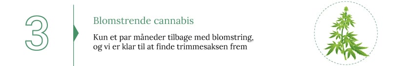 Høst din cannabis