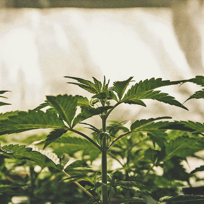 Tidslinjen for cannabisdyrkning Tidslinjen for cannabisdyrkning