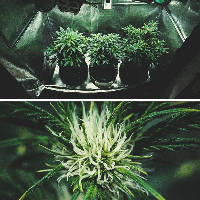 Dyrkningsrapport: Purple Punch Automatic