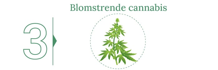 Høst din cannabis