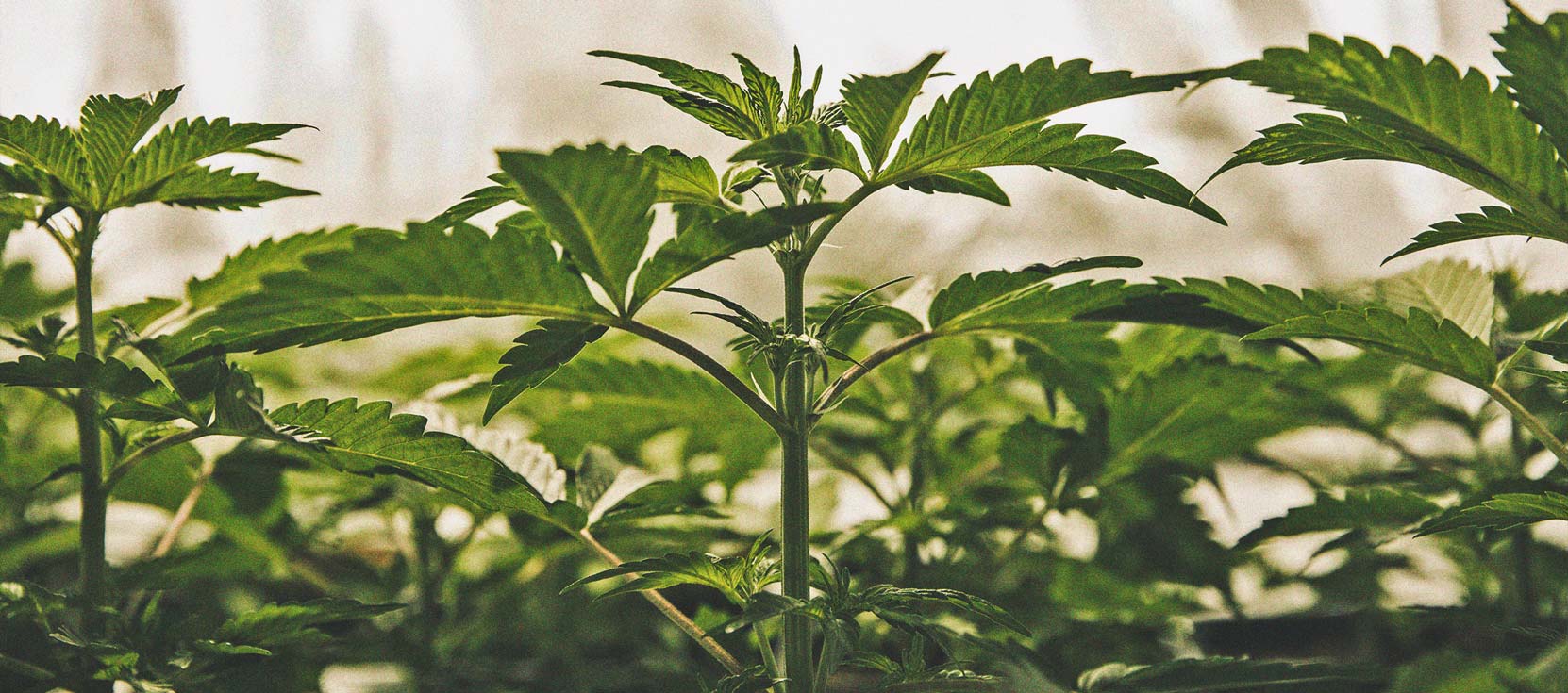 Tidslinjen for cannabisdyrkning Tidslinjen for cannabisdyrkning