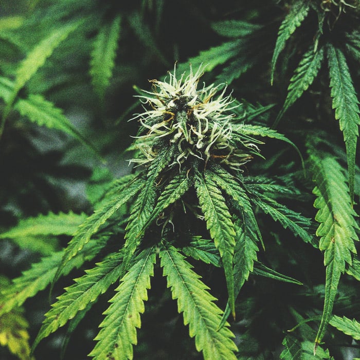 Tidslinjen for cannabisdyrkning Tidslinjen for cannabisdyrkning