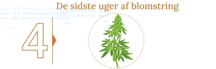 Høst din cannabis
