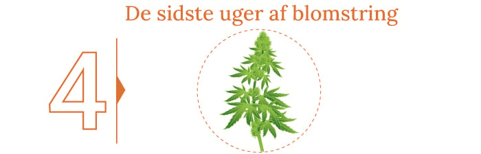 Høst din cannabis