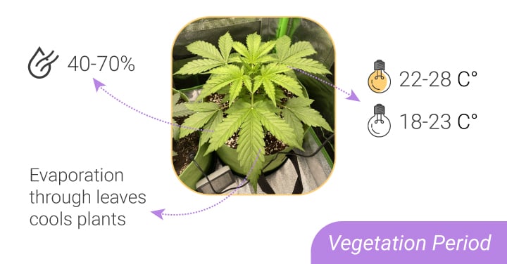 HUMIDITY LEVELS AND TEMPERATURES: FROM SEEDLING TO HARVEST