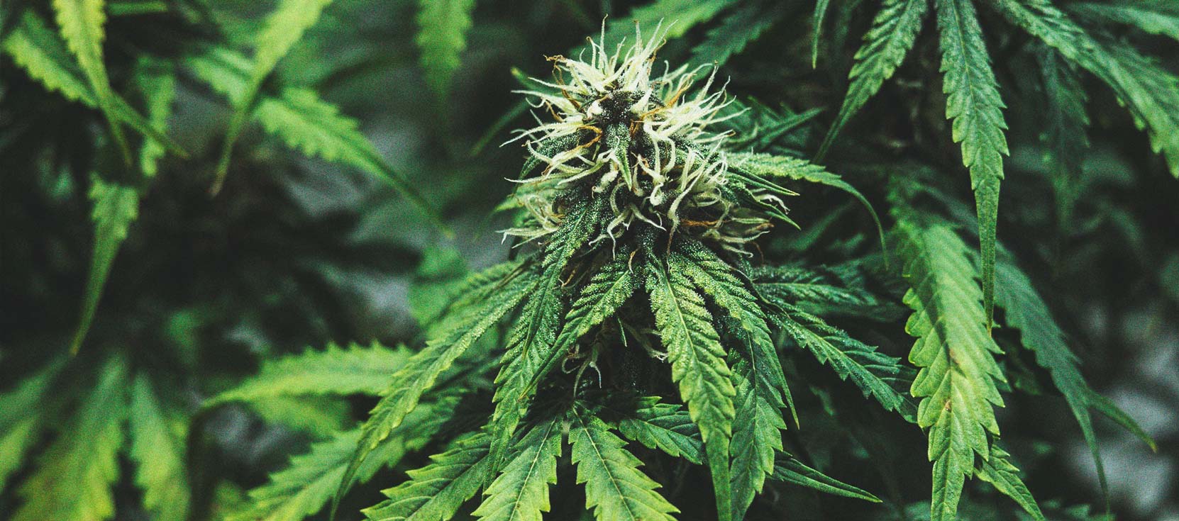 Tidslinjen for cannabisdyrkning Tidslinjen for cannabisdyrkning