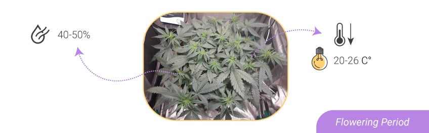 HUMIDITY LEVELS AND TEMPERATURES: FROM SEEDLING TO HARVEST HUMIDITY LEVELS AND TEMPERATURES: FROM SEEDLING TO HARVEST