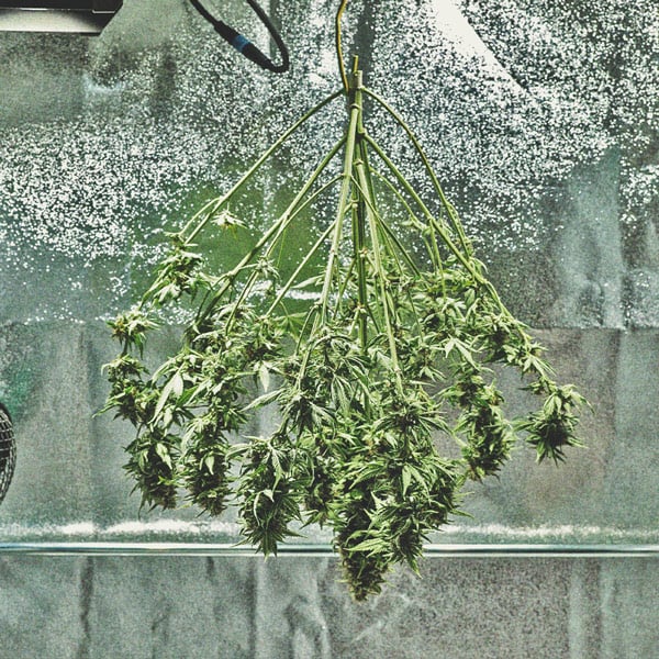 Tidslinjen for cannabisdyrkning Tidslinjen for cannabisdyrkning