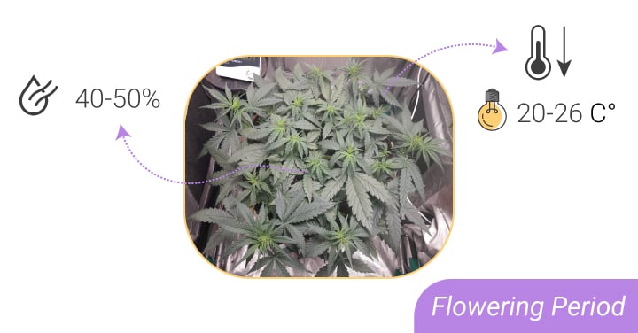 HUMIDITY LEVELS AND TEMPERATURES: FROM SEEDLING TO HARVEST HUMIDITY LEVELS AND TEMPERATURES: FROM SEEDLING TO HARVEST