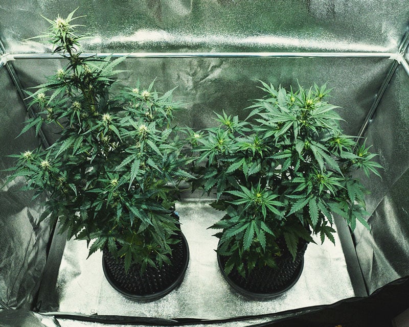 Do-Si-Dos Automatic Grow Report Do-Si-Dos Automatic Grow Report