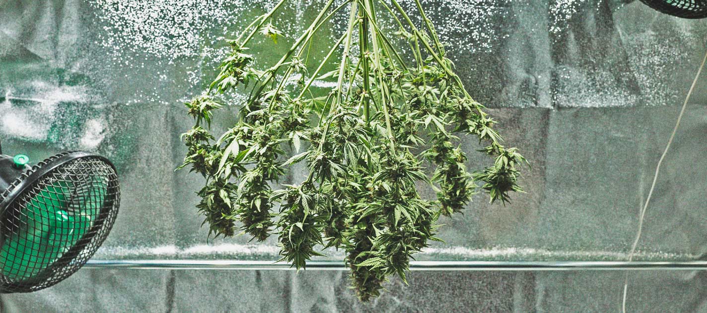 Tidslinjen for cannabisdyrkning Tidslinjen for cannabisdyrkning
