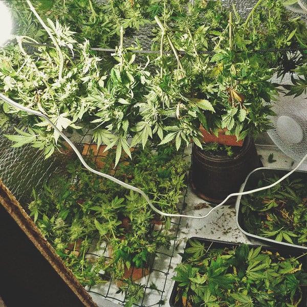 Tidslinjen for cannabisdyrkning Tidslinjen for cannabisdyrkning