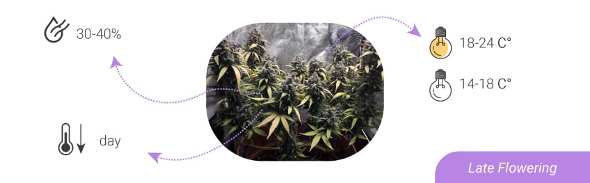 HUMIDITY LEVELS AND TEMPERATURES: FROM SEEDLING TO HARVEST HUMIDITY LEVELS AND TEMPERATURES: FROM SEEDLING TO HARVEST