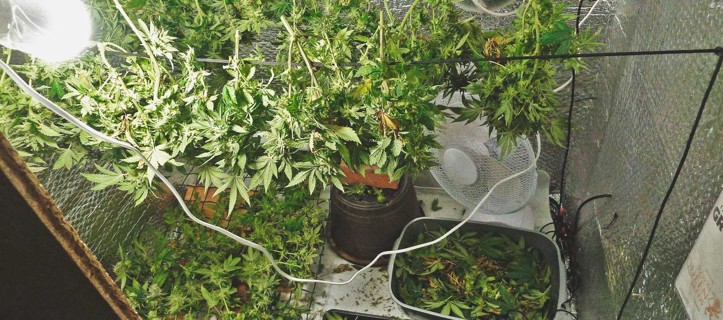 Tidslinjen for cannabisdyrkning Tidslinjen for cannabisdyrkning